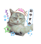 猫好きの日常会話（シフォン①）（個別スタンプ：5）