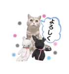 猫好きの日常会話（シフォン①）（個別スタンプ：7）