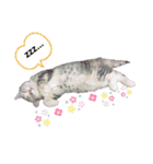 猫好きの日常会話（シフォン①）（個別スタンプ：8）