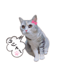 猫好きの日常会話（シフォン①）（個別スタンプ：10）