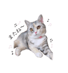 猫好きの日常会話（シフォン①）（個別スタンプ：12）