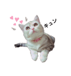 猫好きの日常会話（シフォン①）（個別スタンプ：14）