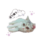 猫好きの日常会話（シフォン①）（個別スタンプ：15）