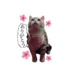 猫好きの日常会話（シフォン①）（個別スタンプ：19）