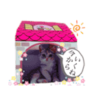 猫好きの日常会話（シフォン①）（個別スタンプ：21）
