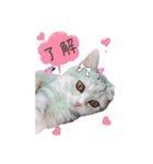 猫好きの日常会話（シフォン①）（個別スタンプ：25）