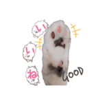 猫好きの日常会話（シフォン①）（個別スタンプ：27）