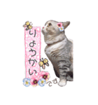 猫好きの日常会話（シフォン①）（個別スタンプ：28）