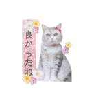 猫好きの日常会話（シフォン①）（個別スタンプ：30）