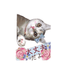 猫好きの日常会話（シフォン①）（個別スタンプ：31）