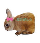 うさぎのりりーちゃん（個別スタンプ：1）
