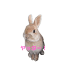 うさぎのりりーちゃん（個別スタンプ：3）