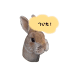 うさぎのりりーちゃん（個別スタンプ：7）