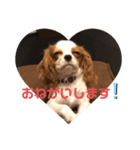 Lilyの毎日（個別スタンプ：4）
