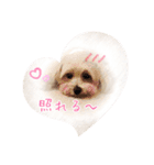 わんにゃん＆言葉スタンプ（個別スタンプ：3）