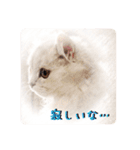 わんにゃん＆言葉スタンプ（個別スタンプ：4）