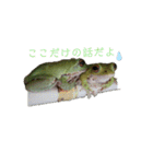 ぴょんとかーくん①（個別スタンプ：10）