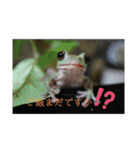 ぴょんとかーくん①（個別スタンプ：14）