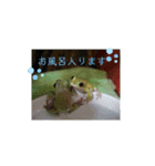 ぴょんとかーくん①（個別スタンプ：16）