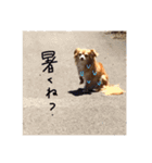 ハートオブアクちゃん（個別スタンプ：10）