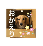 チビ＆ピノ4（個別スタンプ：4）