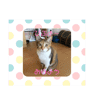 ぴーぷー語録（個別スタンプ：1）