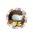 ぴーぷー語録（個別スタンプ：8）