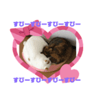 ぴーぷー語録（個別スタンプ：11）