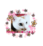 ぴーぷー語録（個別スタンプ：14）