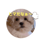 こむぎ1029（個別スタンプ：1）