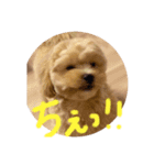 こむぎ1029（個別スタンプ：5）
