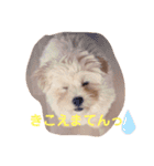 こむぎ1029（個別スタンプ：11）