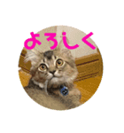 あんじーと14にゃんず20（個別スタンプ：1）