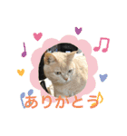 あんじーと14にゃんず20（個別スタンプ：3）