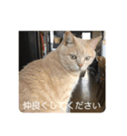 あんじーと14にゃんず20（個別スタンプ：11）