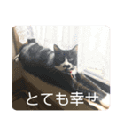 あんじーと14にゃんず20（個別スタンプ：13）
