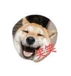色んな犬ワンワン（個別スタンプ：3）