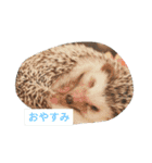 色んな犬ワンワン（個別スタンプ：4）