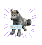 色んな犬ワンワン（個別スタンプ：6）