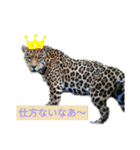 色んな犬ワンワン（個別スタンプ：7）