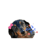 色んな犬ワンワン（個別スタンプ：8）