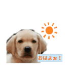 色んな犬ワンワン（個別スタンプ：9）