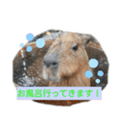 色んな犬ワンワン（個別スタンプ：12）