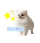 色んな犬ワンワン（個別スタンプ：13）