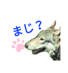 色んな犬ワンワン（個別スタンプ：14）