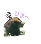 色んな犬ワンワン（個別スタンプ：15）