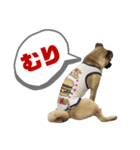 柴パグはるスタンプ（個別スタンプ：1）