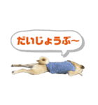柴パグはるスタンプ（個別スタンプ：2）