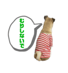 柴パグはるスタンプ（個別スタンプ：6）