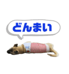 柴パグはるスタンプ（個別スタンプ：10）